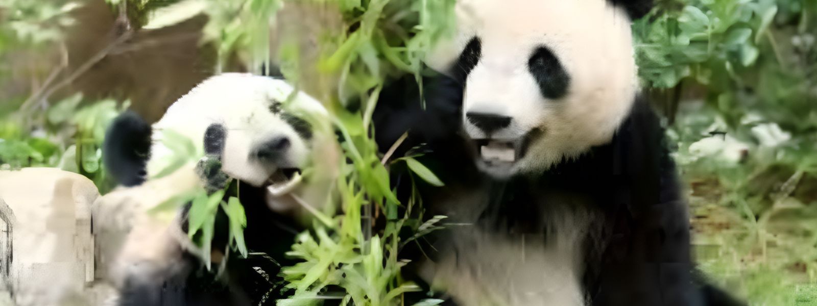 Japan's Last 2 Pandas To Be Returned To China